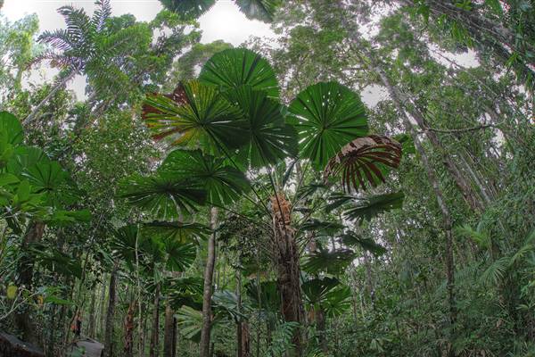Daintree Fan Palm Forest (16/11/2015)