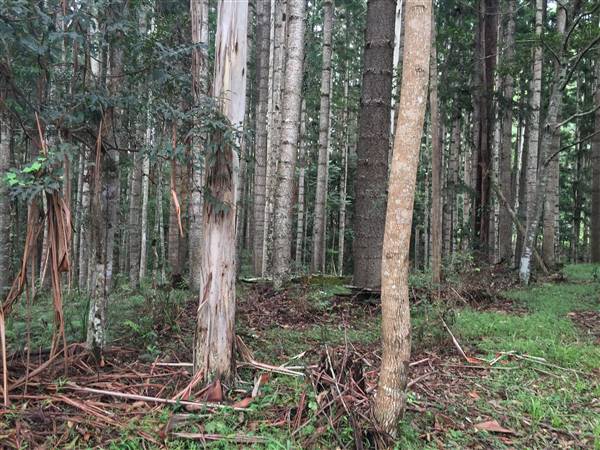Bonogin Backlot & Pine Forest (11/03/2016 - Credits: Neil McGregor)