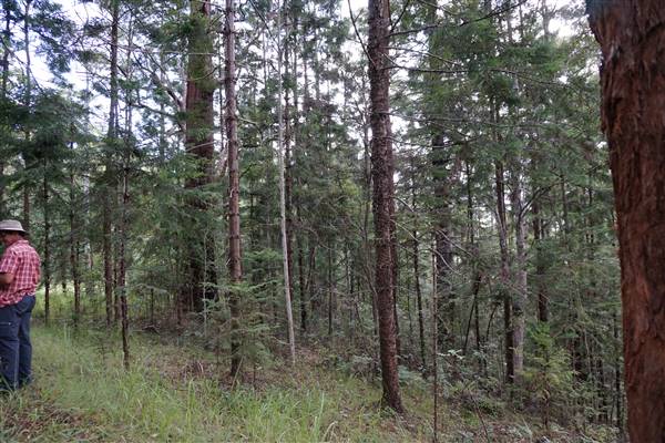 Hillside Hoop Pine Forest (14/04/2016 - Credits: Neil McGregor)