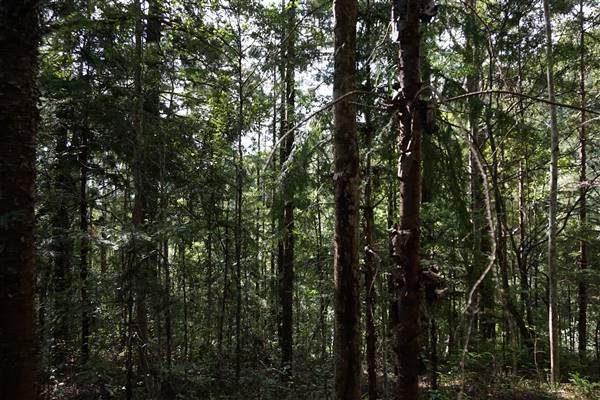 Hillside Hoop Pine Forest (14/04/2016 - Credits: Neil McGregor)