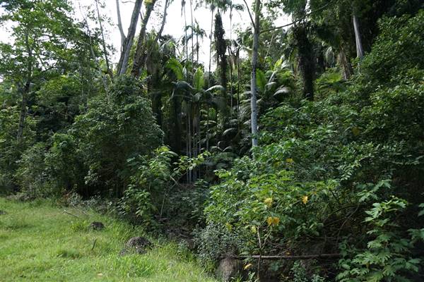 Hinterland Jungle Backlot (10/02/2017 - Credits: Neil McGregor)