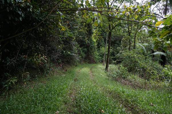 Hinterland Jungle Backlot (10/02/2017 - Credits: Neil McGregor)