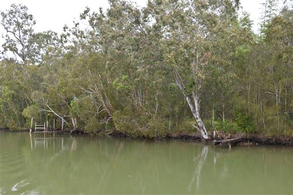 Johns Landing (Noosa Everglades) (13/07/2017 - Credits: Kathryn Metcalfe)