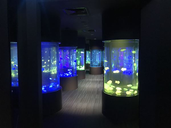 Sea Jelly Exhibit & Research Laboratory - Sea World Gold Coast (11/03/2019 - Credits: unknown)