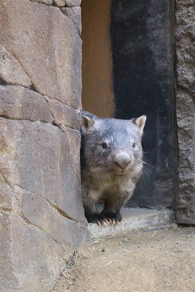 Ipswich Nature Centre (21/08/2019 - Credits: Ipswich City Council)