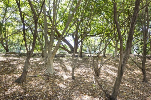 North Ipswich Wetlands Park (5/01/2021 - Credits: Ipswich City Council)