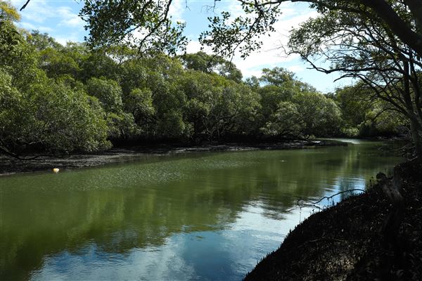Curlew Park - Cabbage Tree Creek (11/05/2023 - Credits: Screen Queensland)