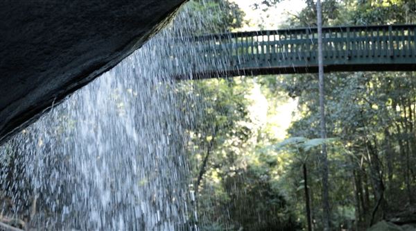 Buderim Forest Park (1/07/2023)