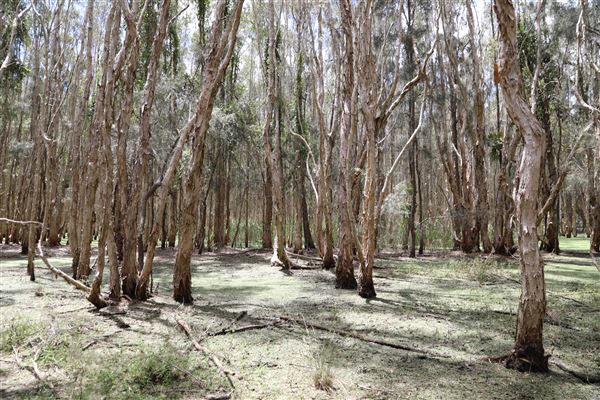 Gold Coast - Coombabah Lakelands (16/11/2022 - Credits: Duncan Jones)