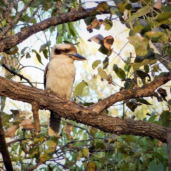 Sandstone Park Carnarvon Gorge (23/03/2025 - Credits: submitted by: Melanie Wheatley)