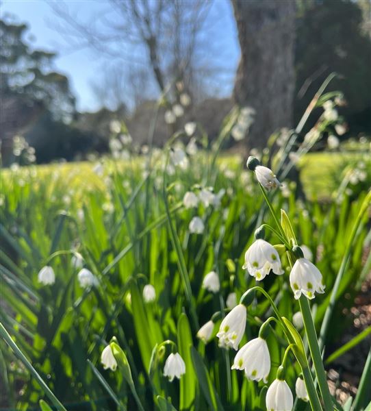 Tamborine Mountain Flower Farm (3/12/2025 - Credits: submitted by: Luke Scaddan)