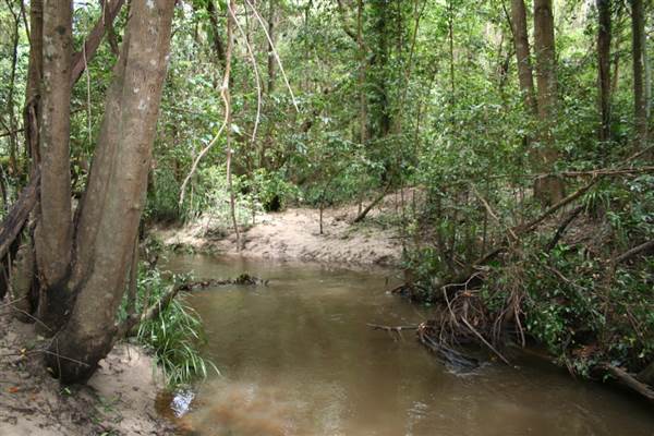 Coochin Creek - Pine Plantation / Qld State Forest (12/06/2009)