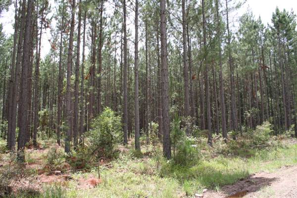Coochin Creek - Pine Plantation / Qld State Forest (12/06/2009)