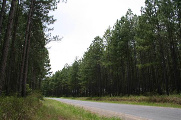 Coochin Creek - Pine Plantation / Qld State Forest (12/06/2009)