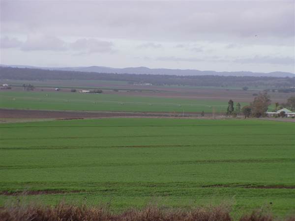 Wheat Fields (8/01/2008)