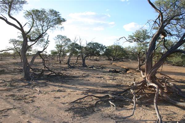 Rangelands Station (14/10/2005)