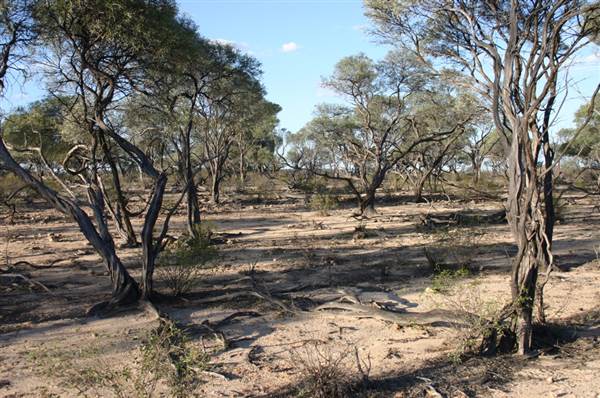 Rangelands Station (14/10/2005)