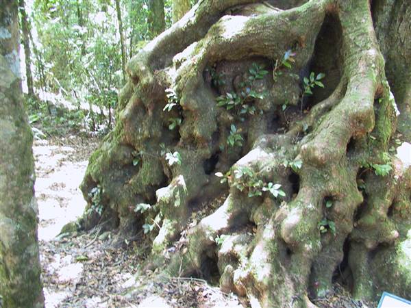 Springbrook National Park (26/09/2007)