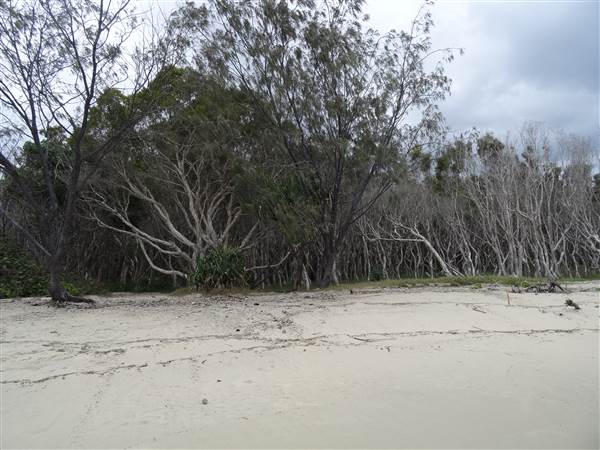 Minjeeribah (North Stradbroke Island) - Home Beach (1/02/2014 - Credits: Angus Ledgerwood)