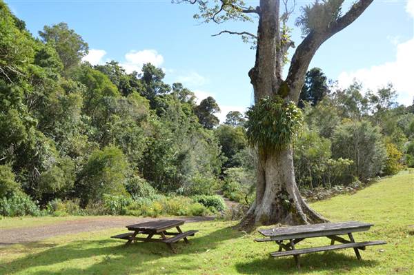 O'Reillys Rainforest Retreat (19/05/2014 - Credits: Duncan Jones)