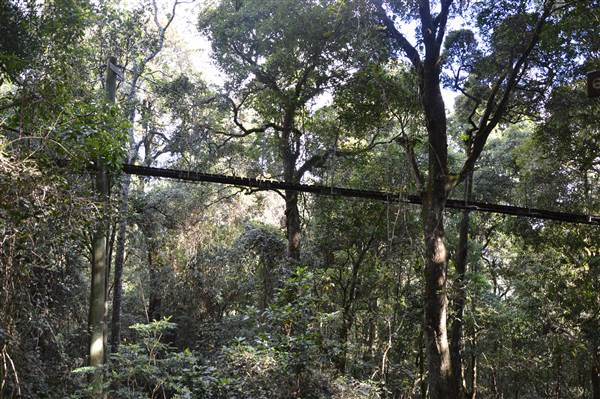 O'Reillys Rainforest Retreat (19/05/2014)