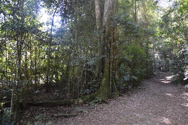 O'Reillys Rainforest Retreat (19/05/2014)