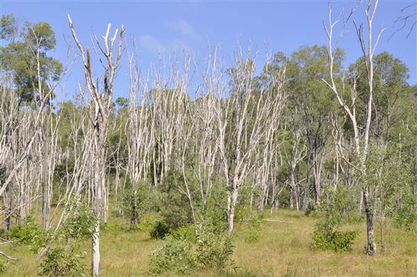 Bonogin Backlot - Dead Tree Paddock (31/03/2015 - Credits: Angus Ledgerwood)