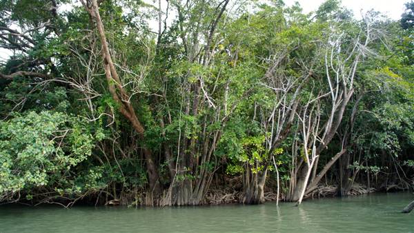 Mulgrave River (Cairns Region) (25/06/2015)