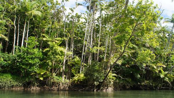 Mulgrave River (Cairns Region) (25/06/2015)