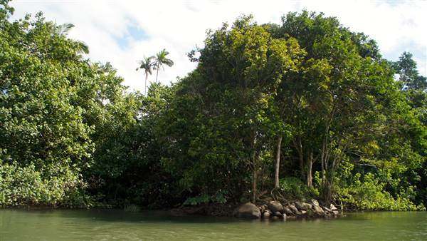 Mulgrave River (Cairns Region) (25/06/2015)