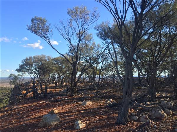 Longreach - Mount Slowcombe (22/07/2015 - Credits: Neil McGregor)
