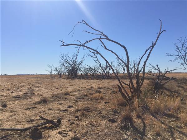 Dead Tree Patch (22/07/2015 - Credits: Neil McGregor)
