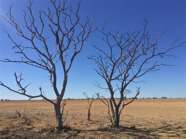 Dead Tree Patch (22/07/2015 - Credits: Neil McGregor)