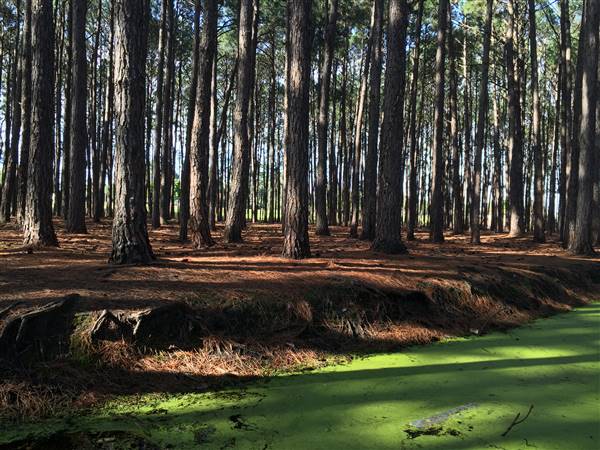Pine Forest, Riverside Skate Park & Open Sports Fields - Pizzey Park