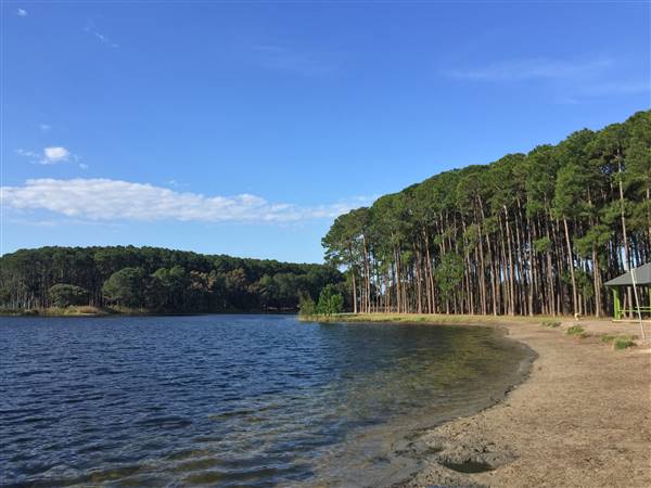 Pine Forest, Riverside Skate Park & Open Sports Fields - Pizzey Park
