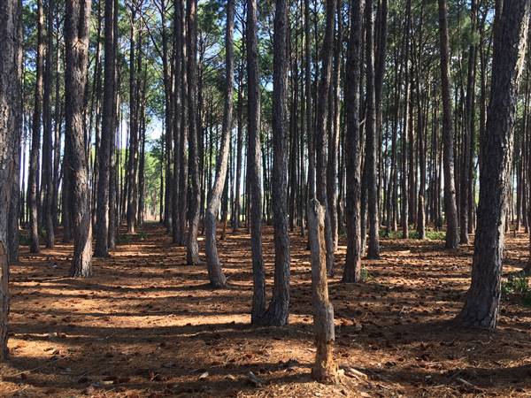 Pine Forest, Riverside Skate Park & Open Sports Fields - Pizzey Park