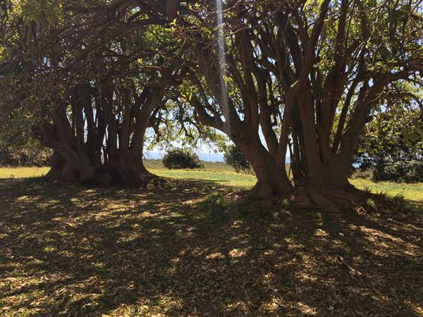 St Helena - Tree Areas & Rainforest (23/09/2015 - Credits: Neil McGregor)