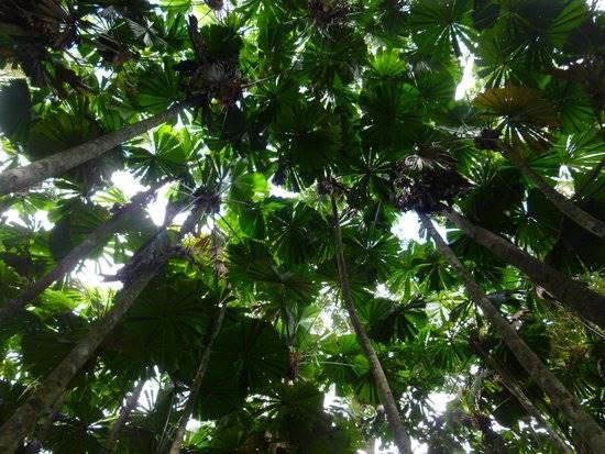 Daintree Fan Palm Forest (16/11/2015)