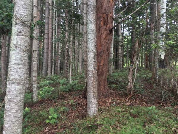 Bonogin Backlot & Pine Forest (11/03/2016 - Credits: Neil McGregor)