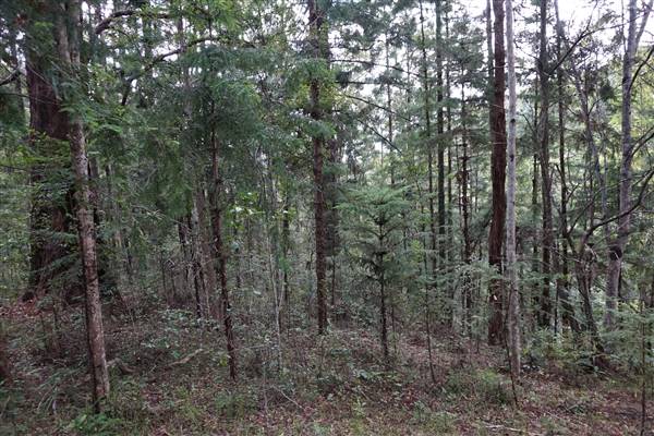 Hillside Hoop Pine Forest (14/04/2016 - Credits: Neil McGregor)