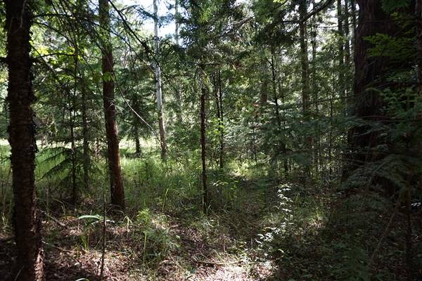 Hillside Hoop Pine Forest (14/04/2016 - Credits: Neil McGregor)