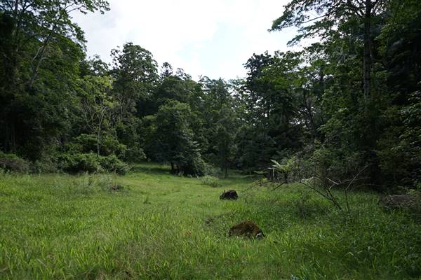 Hinterland Jungle Backlot (10/02/2017 - Credits: Neil McGregor)