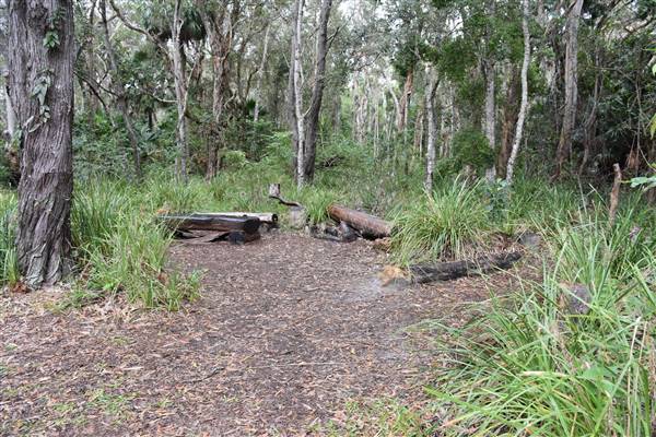 Fig Tree Point (Noosa Everglades) (13/07/2017 - Credits: Kathryn Metcalfe)