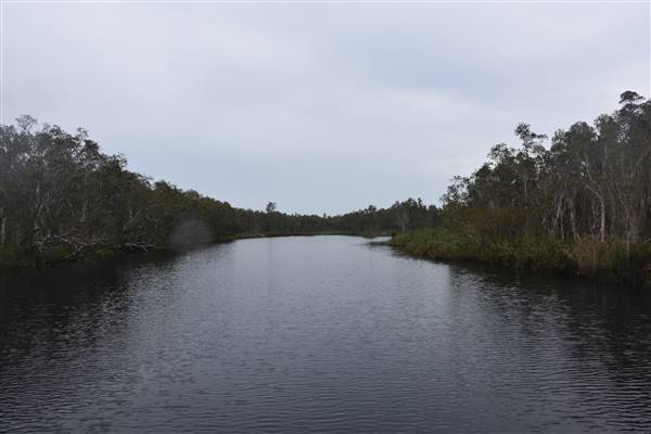 Fig Tree Point (Noosa Everglades) (13/07/2017 - Credits: Kathryn Metcalfe)