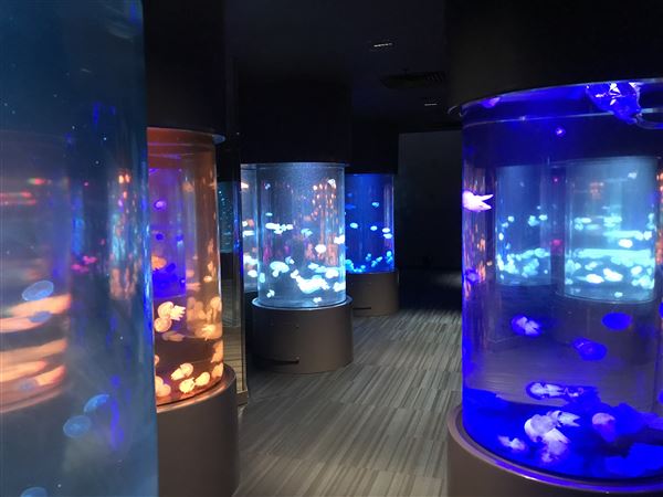 Sea Jelly Exhibit & Research Laboratory - Sea World Gold Coast (11/03/2019 - Credits: unknown)
