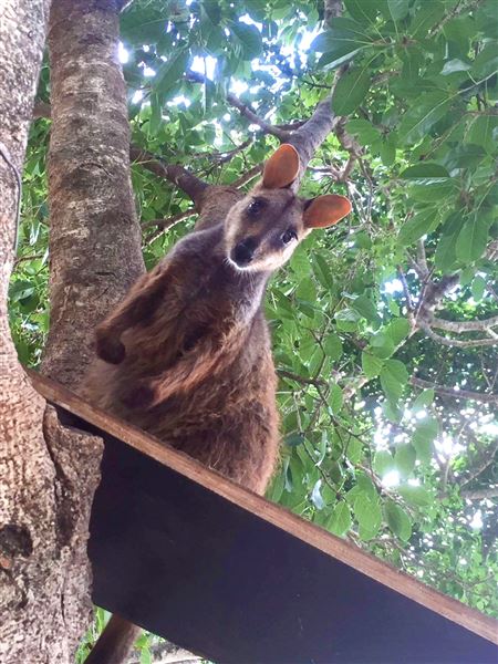 Ipswich Nature Centre (21/08/2019 - Credits: Ipswich City Council)