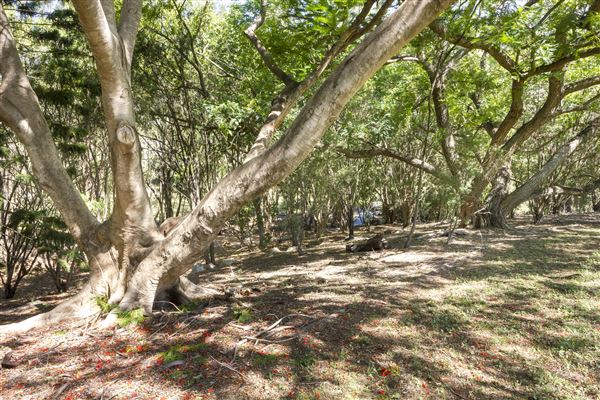 North Ipswich Wetlands Park (5/01/2021 - Credits: Ipswich City Council)