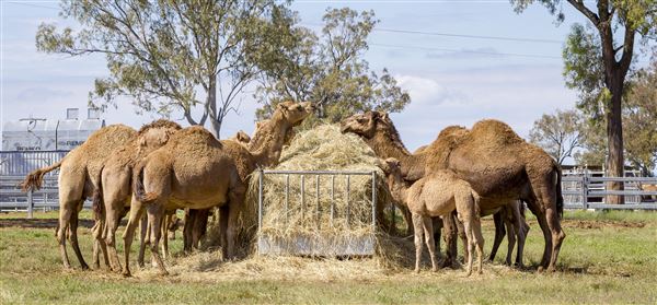 Summer Land Camel Farm (20/10/2021 - Credits: Ipswich City Council)