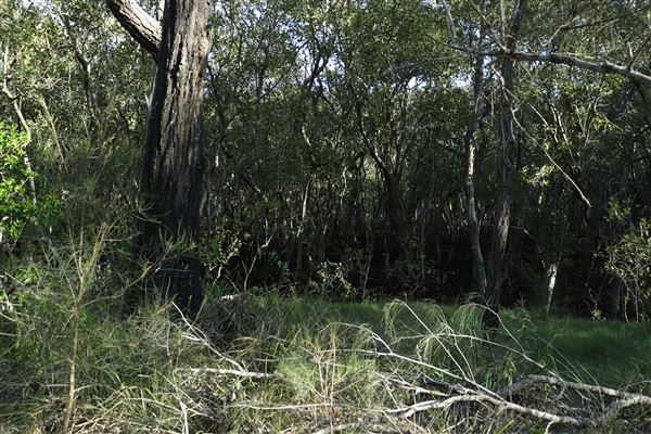 Epapah Creek - Karl's Pier track (8/05/2023 - Credits: Screen Queensland)