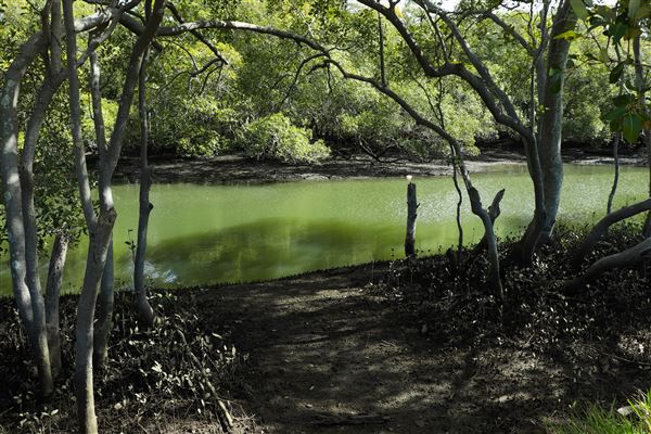 Curlew Park - Cabbage Tree Creek (11/05/2023 - Credits: Screen Queensland)